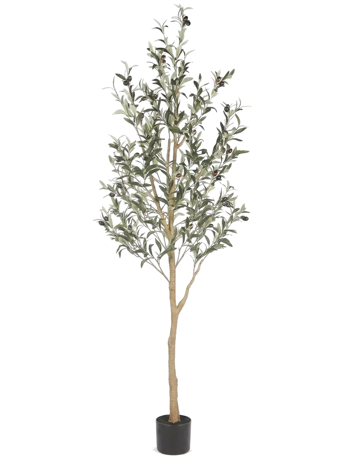 Olea 6ft faux olive tree potted on pure white