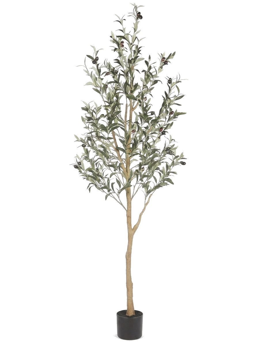 Olea 6ft faux olive tree potted on pure white