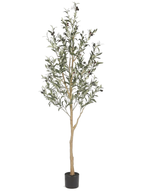 Olea