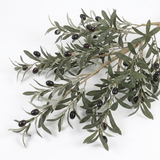 Olive tree foliage and olives detail